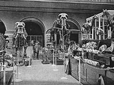 Zoologisches Museum (19849 Byte)