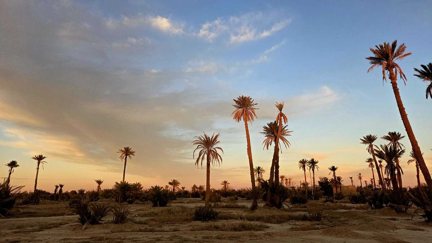 EIn Palmenhain vor einem rot-orangegen Himmel in Abendstimmung
