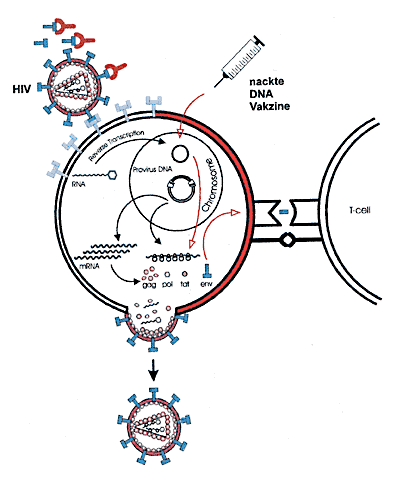 Replikation von Retroviren