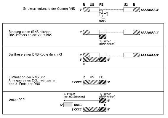Identifikation von Retrovirus-Sequenzen